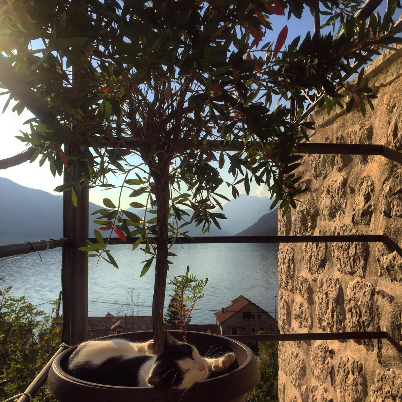 Apartment Terazza Di Ljuta Kotor Eksteriør billede